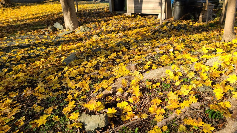 Leaves and debris on lawn