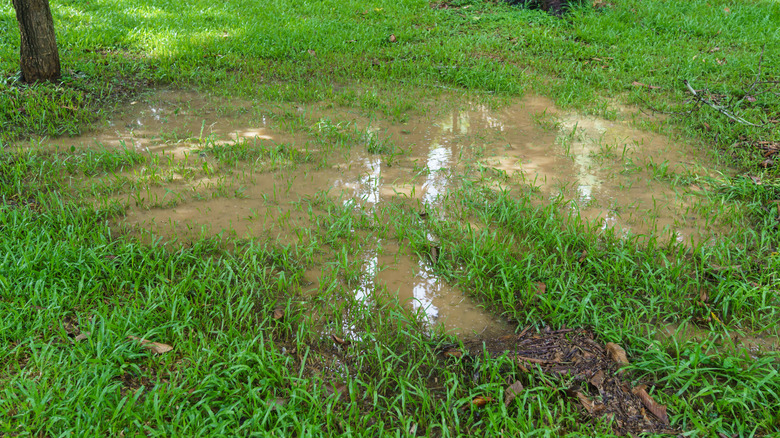 water puddles on lawn