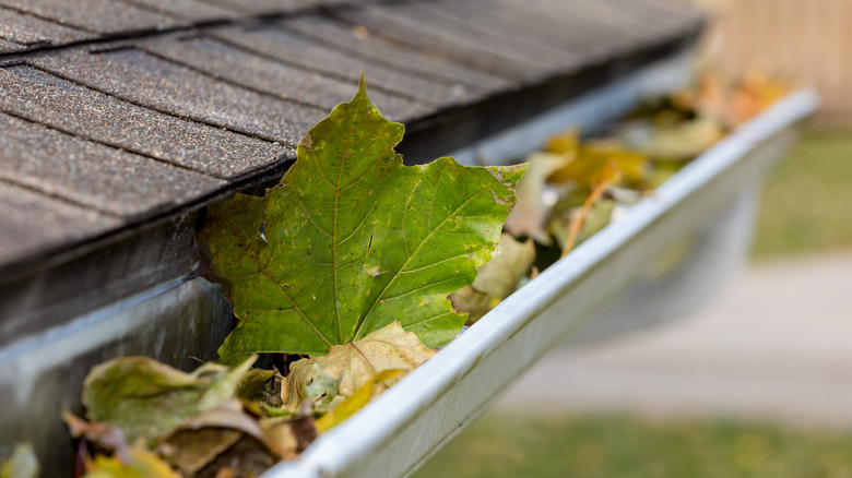 Leaves clog the gutters