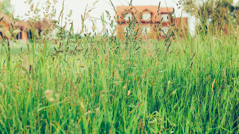 Tall grass on lawn