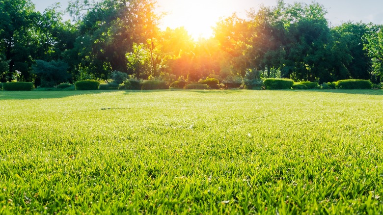 gorgeous green lawn