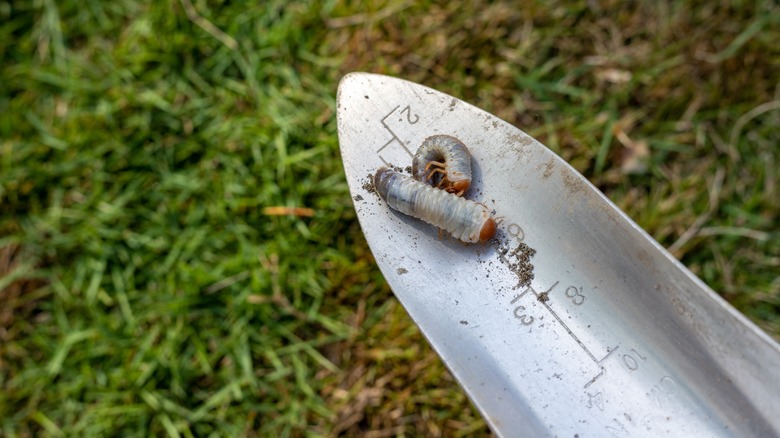 two grub worms on a trowel