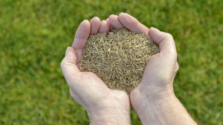 Person holding seeds in hands