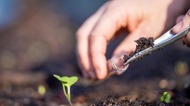 Soil sample collected for testing