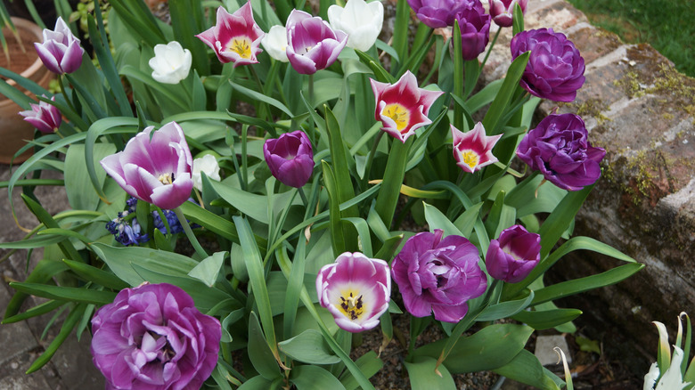 flowering spring bulbs