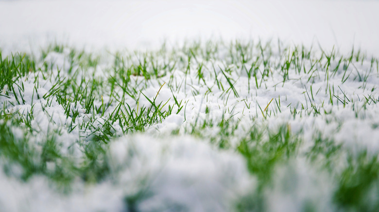 green grass blades in snow