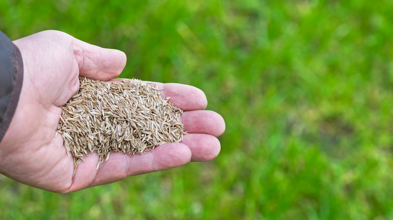 person holding grass seed