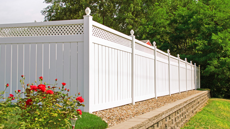 A red rose bush is next to a new white privacy fence