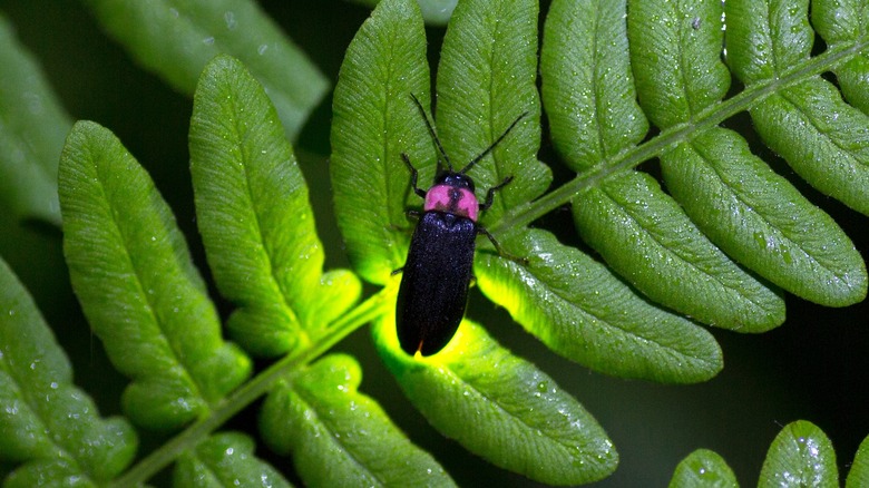 firefly on a leaf