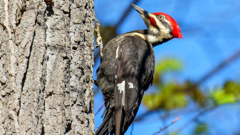 woodpecker pecking on tree