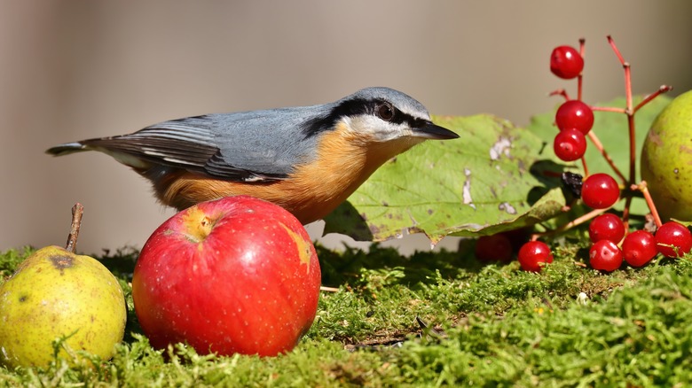 Bird near apple and berries