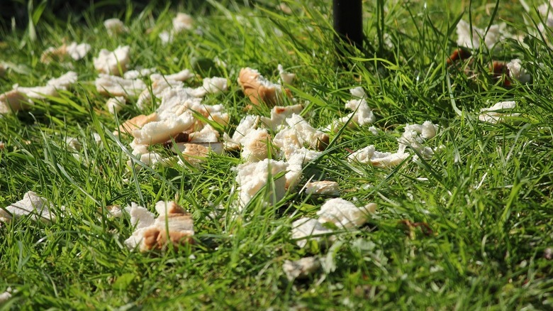 bread pieces for birds