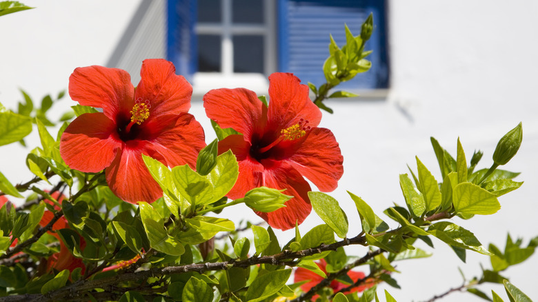 Tropical hibiscus in garden