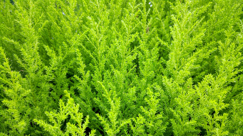 Lemon cypress tree field