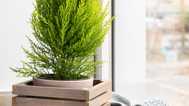 Lemon cypress tree by window