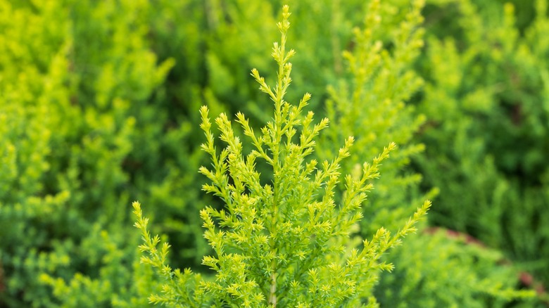 Lemon cypress tree outside