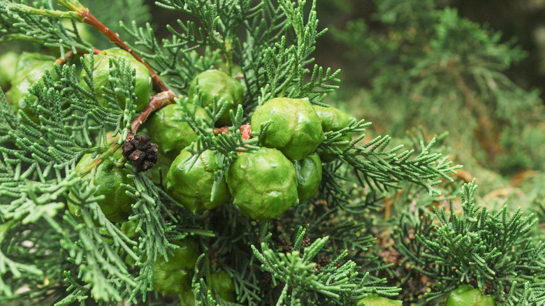 Cypress seed pods on branch