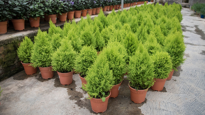 Small potted cypress trees