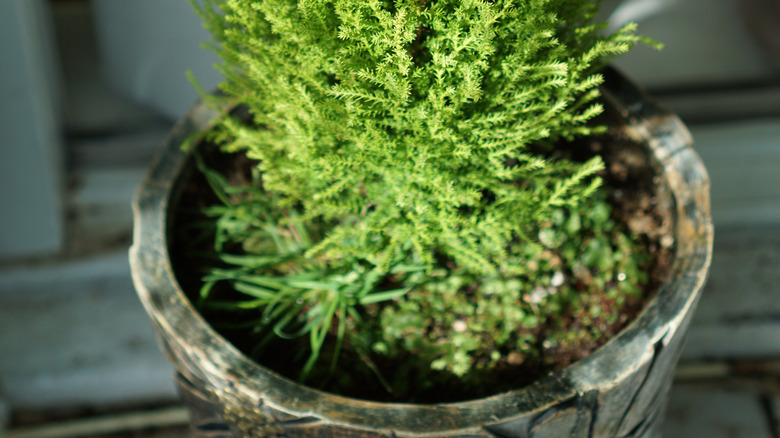 Lemon cypress tree potted