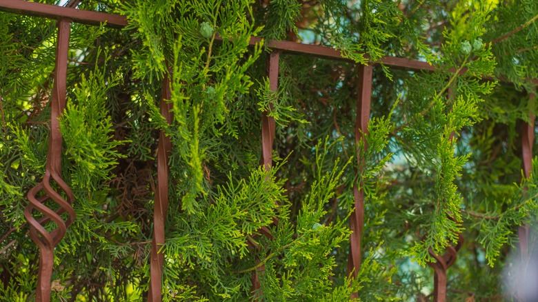 Lemon cypress shrubs near gate