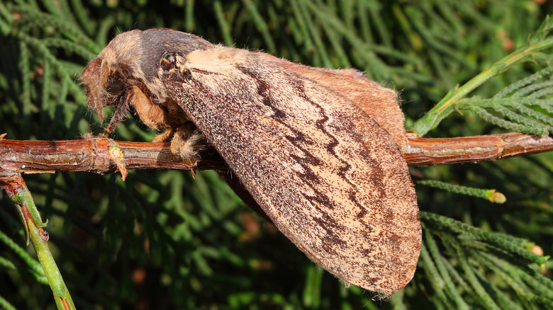 Cypress moth on branch