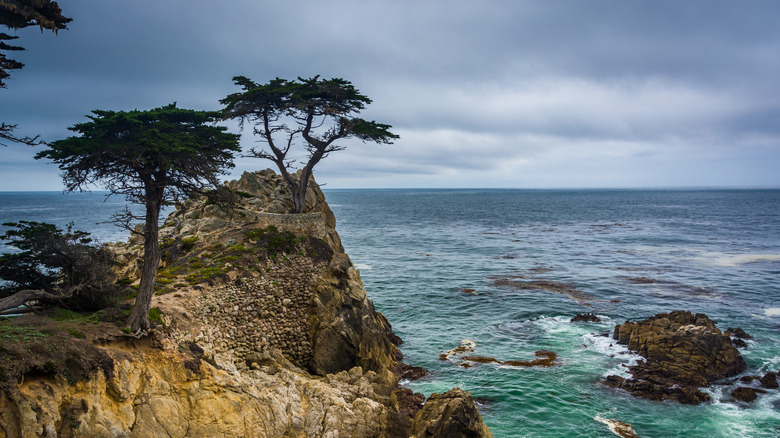 Monterey cypress trees on cliff