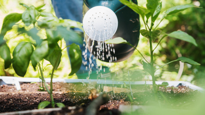 watering can over small plant