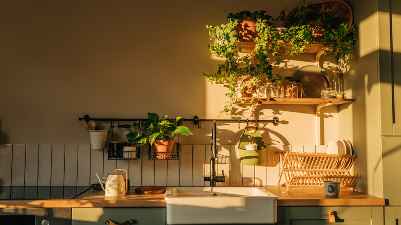 kitchen countertop with hanging plants, kitchenware, green cabinets and a farmhouse sink