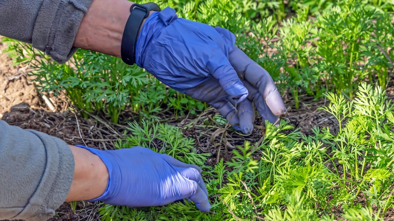 person thinning out seedlings