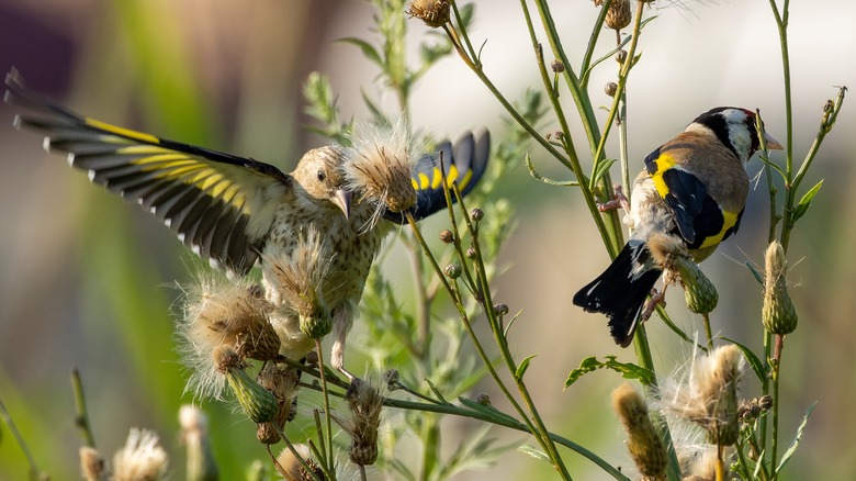 birds eating wild flower seeds