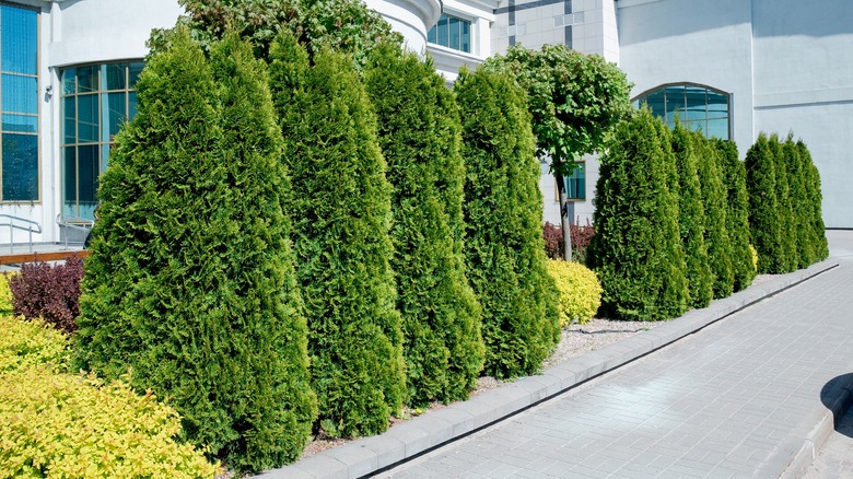 Row of arborvitae