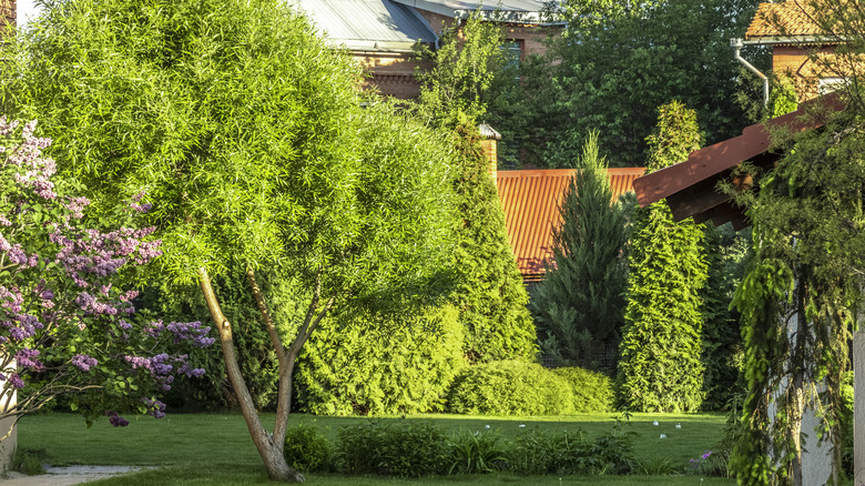 Assorted evergreen trees in yard