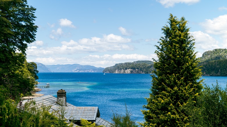 Large Leyland cypress tree by a blue lake