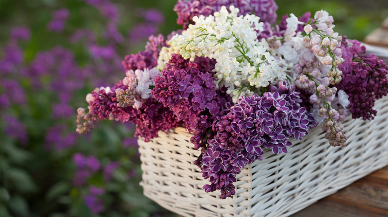 Lilacs arranged in a basket
