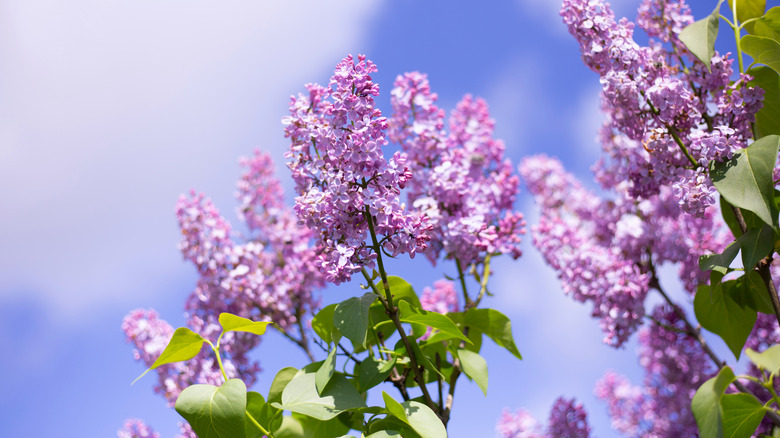 Lilac bushes in bloom
