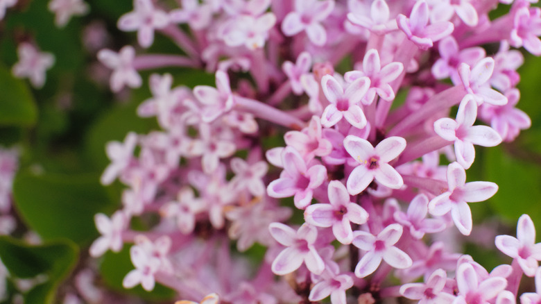 Lilac blooms up close