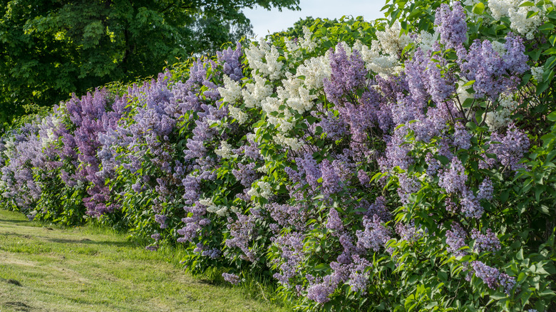 Lilacs lined in a hedge