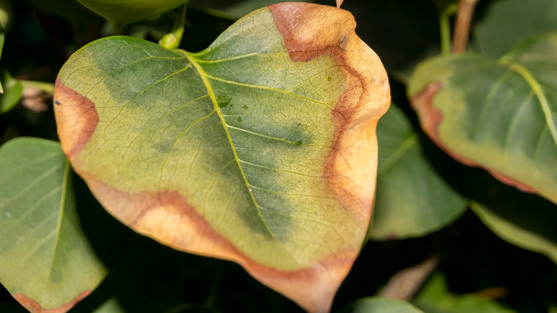 Diseased leaf on lilac plant