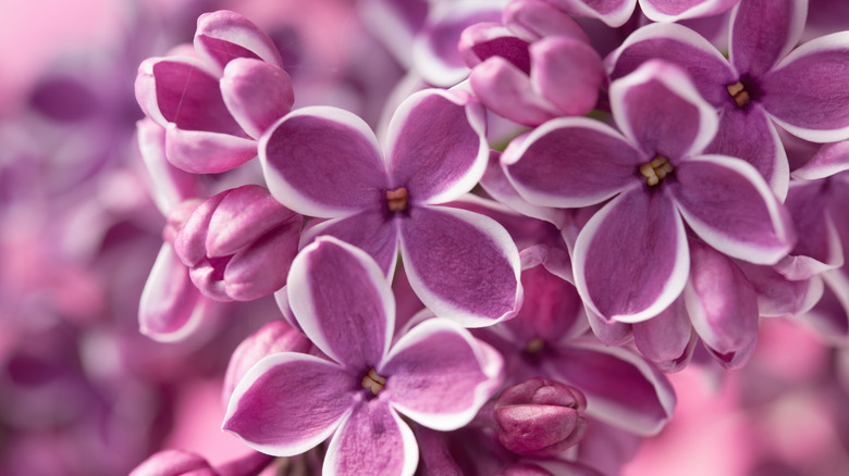 Lilac flowers up close
