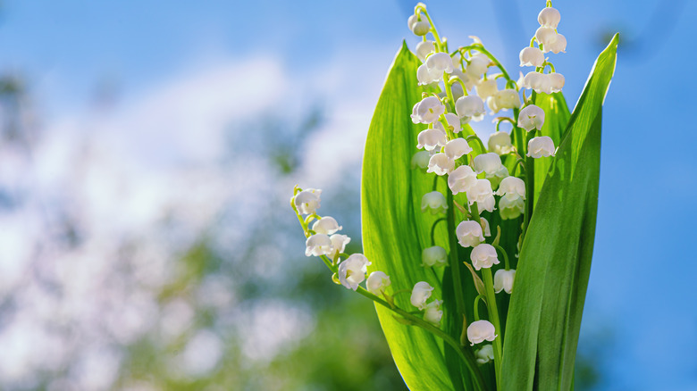 Lily of the valley opening