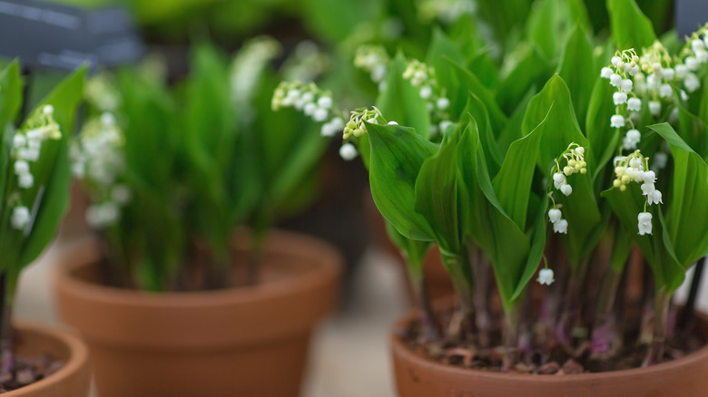 Lily of the valley in pots