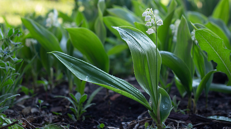 Lily of the valley growing in garden