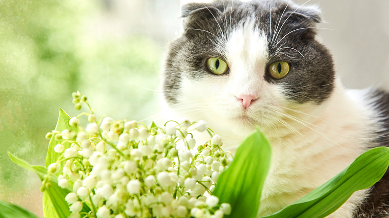 Cat sitting behind lilies of the valley