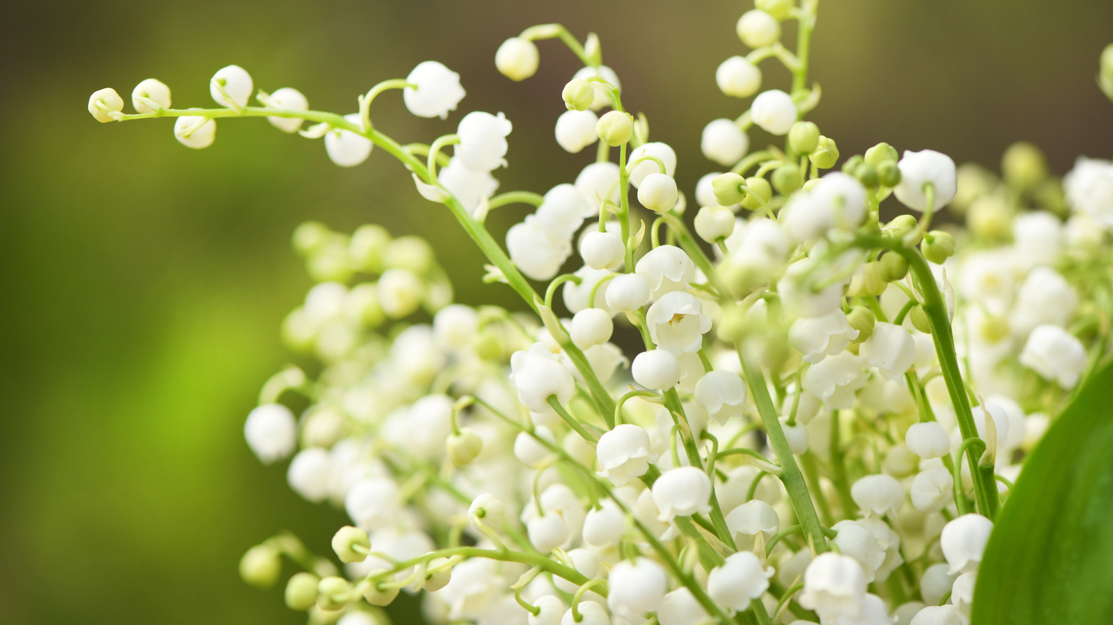 How to Grow and Arrange Lily of the Valley