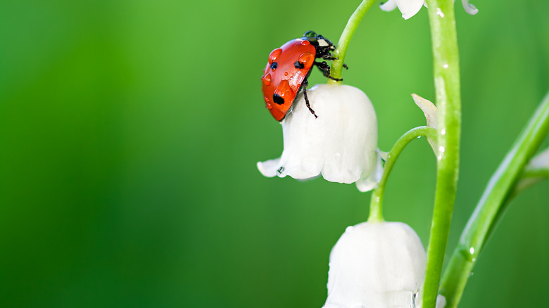 Ladybug on lily of the valley bloom