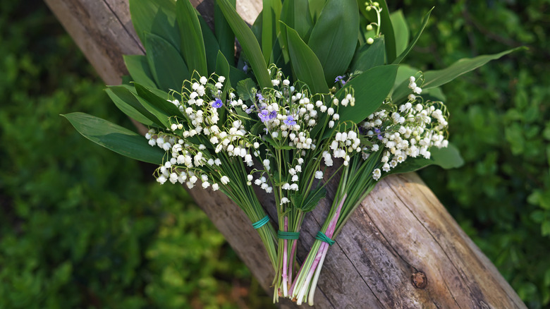 Cut lilies of the valley against tree