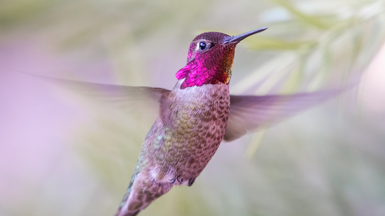 Anna's Hummingbird