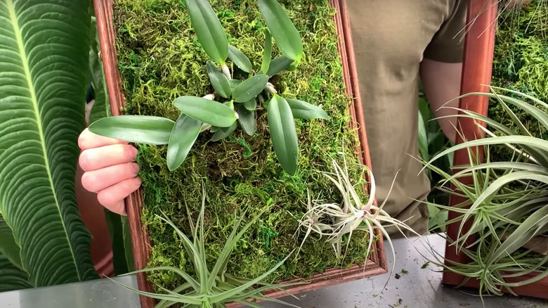 person holding air plant artwork