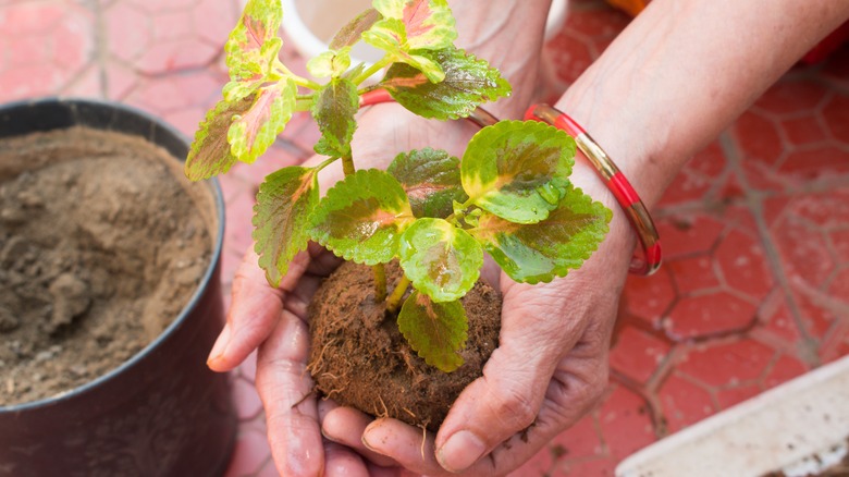 person holding coleus plant