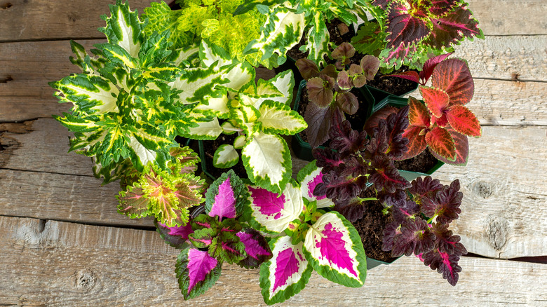 diverse coleus foliage